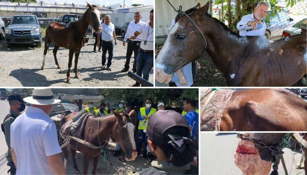 El alcalde de San Pedro Sula, Roberto Contreras, con apoyo de la Policía Municipal, decomisó en el sector de la 10 calle de la colonia Villeda Morales, a un caballo que era maltratado y utilizado para la venta de chatarra.