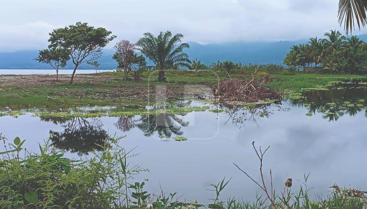 Las autoridades de la Unidad Municipal Ambiental (UMA) de Omoa están preocupadas porque, pese a que los han exhortado a frenar la destrucción, los hombres continúan utilizando maquinaria y construyendo muros para delimitar un terreno que ellos consideran que es de su propiedad.