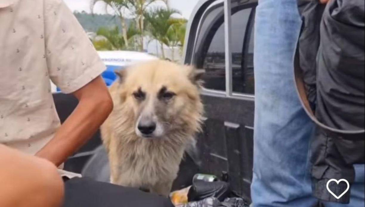 Luego de su aprehensión, el guardia fue llevado a la UDEP #4, en donde también estuvo su mascota haciéndole compañía.