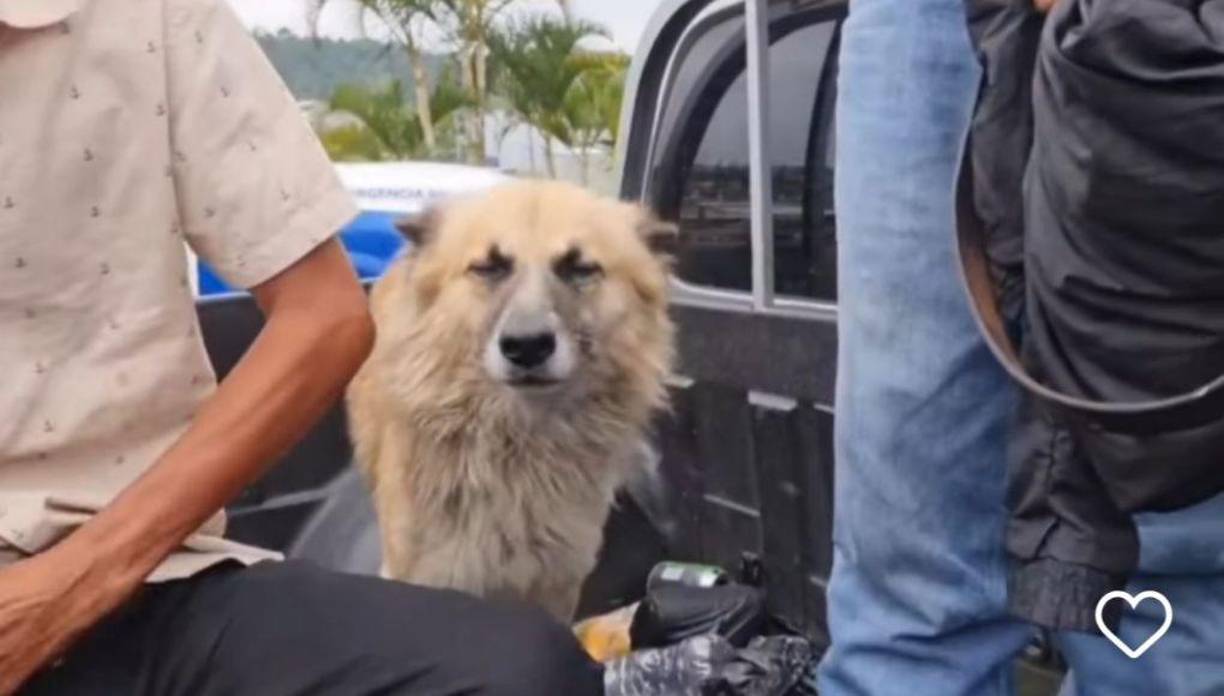 El amo de Job fue detenido por no tener permiso para portar su arma personal, según confesó el mismo.