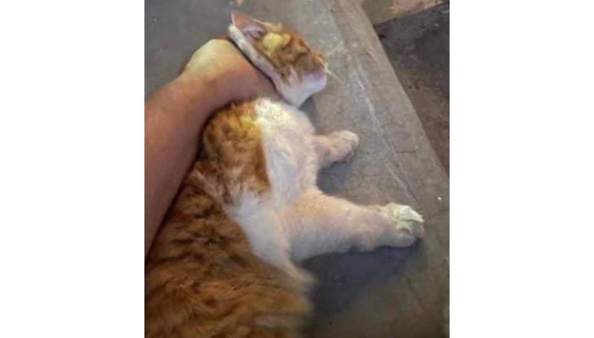 Fue la joven usuaria de Twitter @<a rel="nofollow noopener noreferrer" href="https://twitter.com/_hillaryyyyyyyy/status/1630952052762324992" target="_blank">_hillaryyyyyyyy</a> quien los mensajes que recibió de Ramón Enrique Sarmiento Jerez.