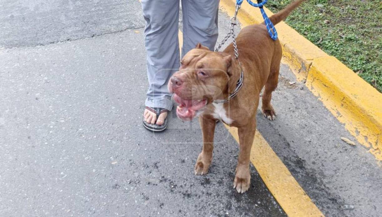 Y, de este modo, cesen los prejuicios debido a los últimos incidentes, en los cuales se involucra la muerte de una niña de 9 años y al menos otros cuatro heridos por ataques de estos canes en el país. 