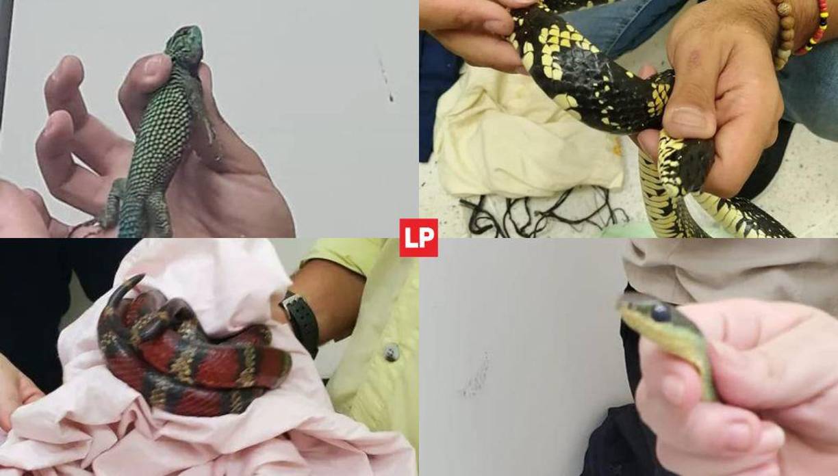 Un hombre fue detenido mientras transportaba ilegalmente un cargamento de animales reptiles a través del punto de control fronterizo en Pavana, Choluteca, al sur de Honduras.