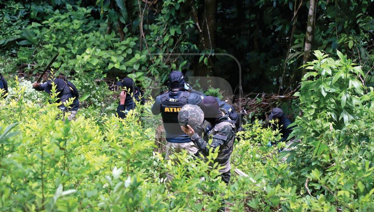 Las primeras plantaciones de arbustos de hoja de coca fueron encontradas en las montañas de Colón, en zonas alejadas donde poco a poco los campesinos se fueron uniendo para trabajar en el corte de proceso en los cultivos y laboratorios para fabricar pasta de coca.