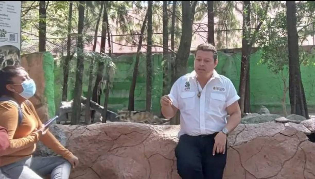 “Estos cuatro animales [fueron] sacrificados y cocinados en las instalaciones del zoológico, y fueron servidos como comida en la fiesta de fin de año”, dijo Fernando Ruiz Gutiérrez, director de Vida Silvestre del Departamento de Medio Ambiente del estado.