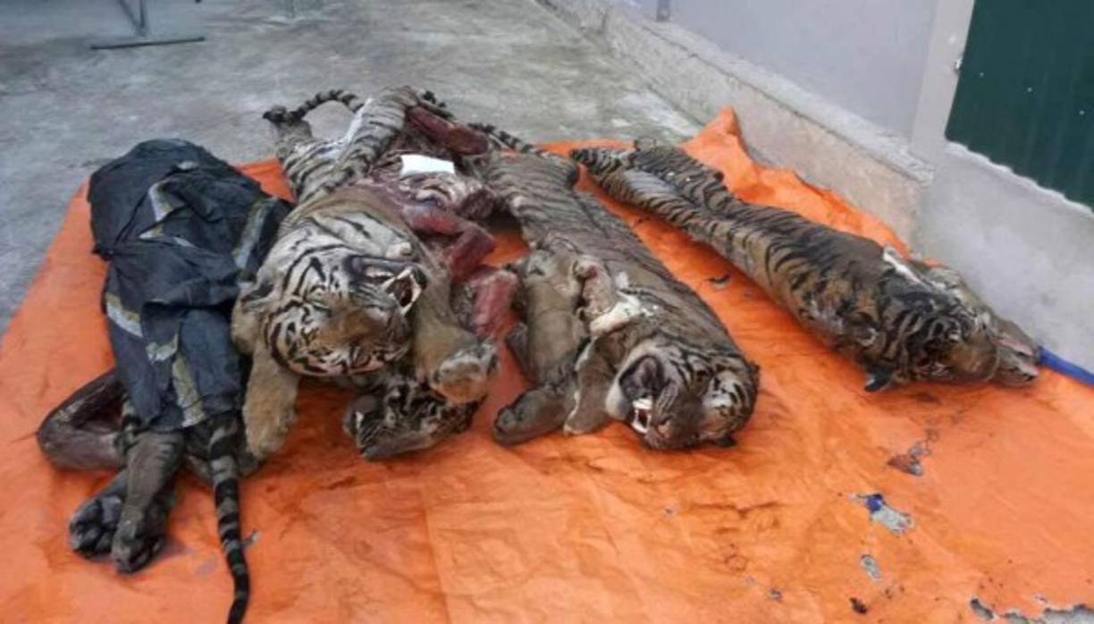 Cinco tigres con las vísceras extraídas fueron descubiertos en el congelador de un vietnamita, informó este martes un periódico oficial de la provincia de Nghe An (centro), en un país considerado el epicentro del tráfico de animales salvajes. Los órganos y los huesos de los tigres se utilizan en la medicina tradicional en Vietnam. Los huesos suelen cocerse y mezclarse con alcohol de arroz para confeccionar un mejunje destinado a tratar la artrosis y a dar fuerza.
