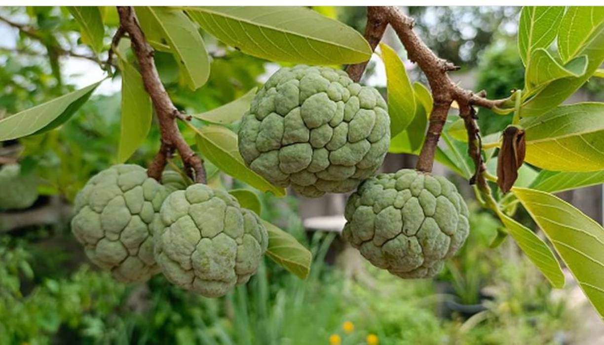 La anona criolla en varios países de Sudamérica se le conoce como <b>chirimoya.</b>