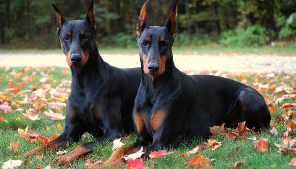 DOBERMAN: De origen alemán. Perro guardián, valiente, intrépido y protector, por lo que suele formar parte de cuerpos policiales y militares. Con una educación adecuada y actividad y entretenimiento, puede ser un perro tranquilo y manso. 