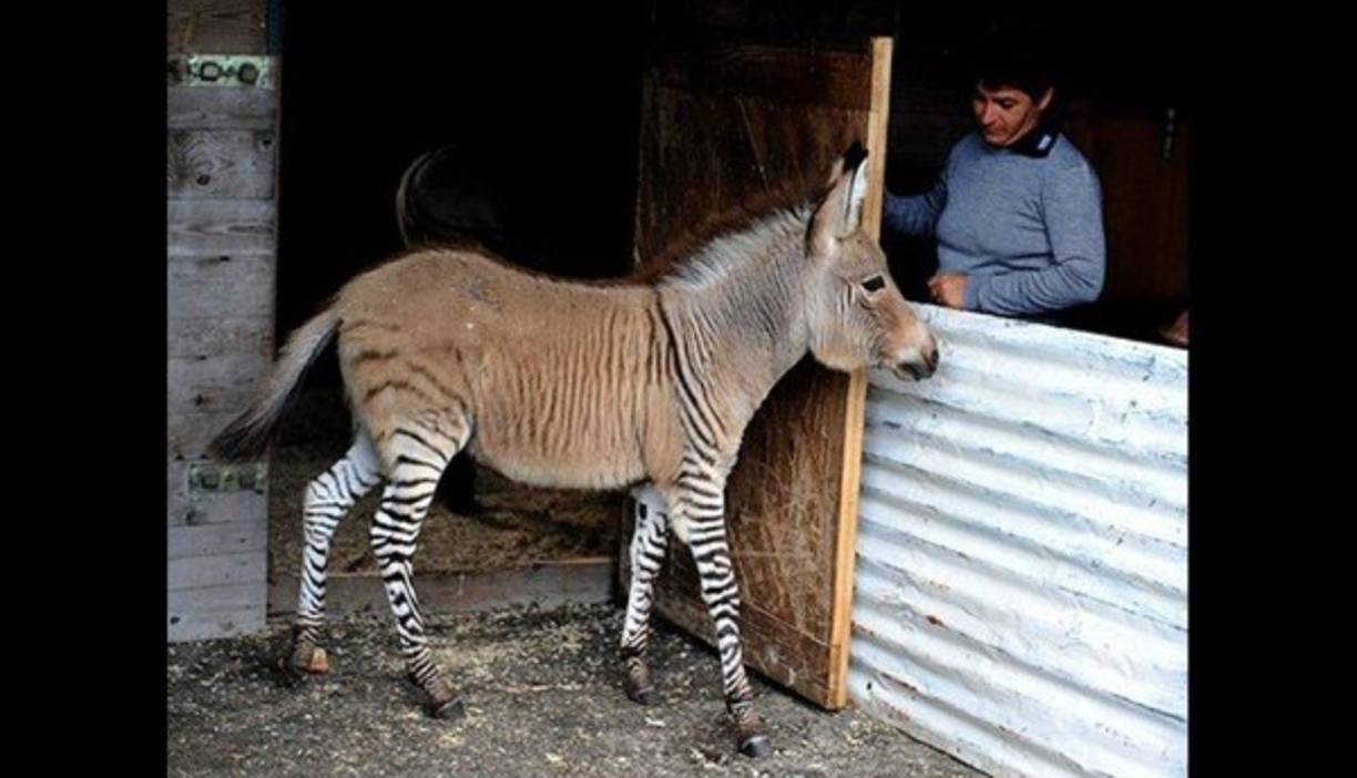 El Zebroide o cebroide es el resultado del cruce de una cebra con cualquier otro équido. El cebrasno nacido esta semana en México es un híbrido de una cebra y un asno. (Foto: RT)