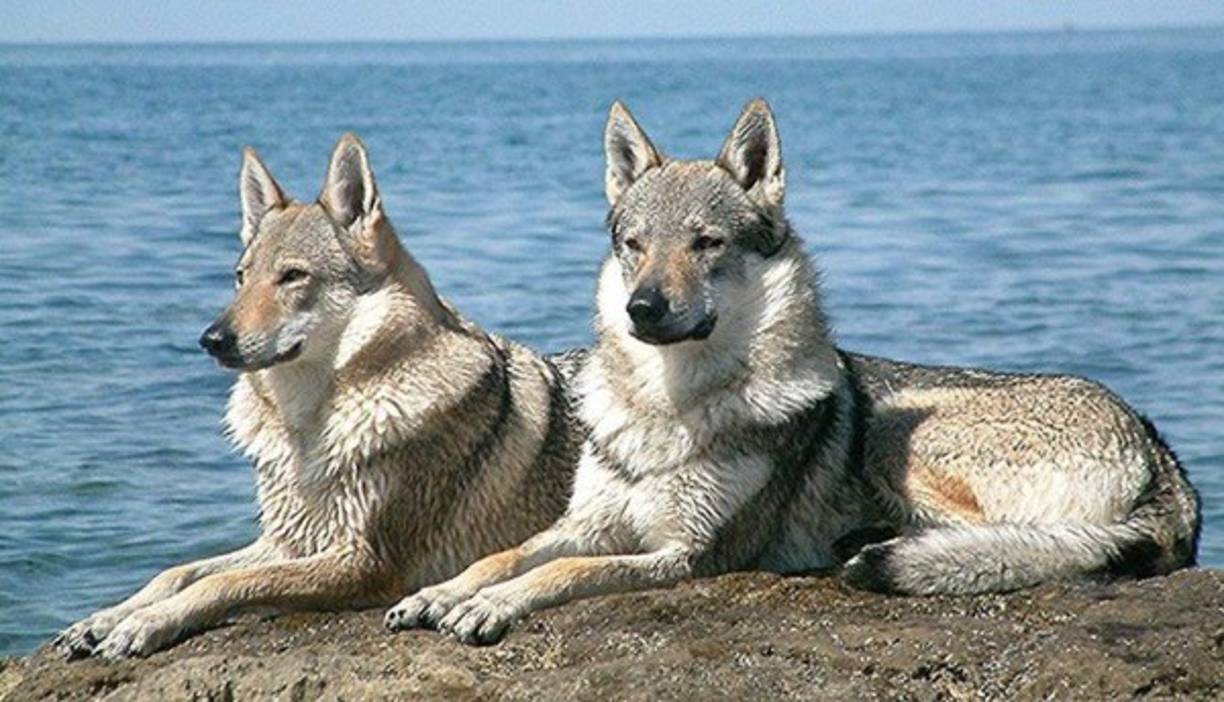 El 'wolfdog' es un híbrido de lobo (wolf en inglés) y perro (dog). Es una especie bastante difundida, especialmente en EE.UU., donde, según algunas estimaciones, hace una década contaba con cerca de 300.000 ejemplares. (Foto: RT)