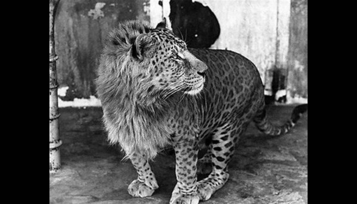 El leopón es un híbrido nacido de un leopardo macho y una leona. Su cabeza recuerda a la de un león, hasta el punto de que puede tener melena, mientras que su cuerpo se corresponde con el de un leopardo. (Foto: RT)