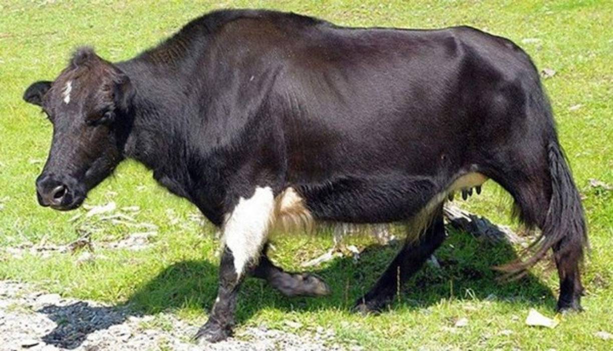 El dzo es un animal híbrido salido del cruce de un yak y una vaca. Las hembras se denominan dzomo o zhom. Existen en Nepal y Mongolia, donde se los denomina khainag. (Foto: RT)
