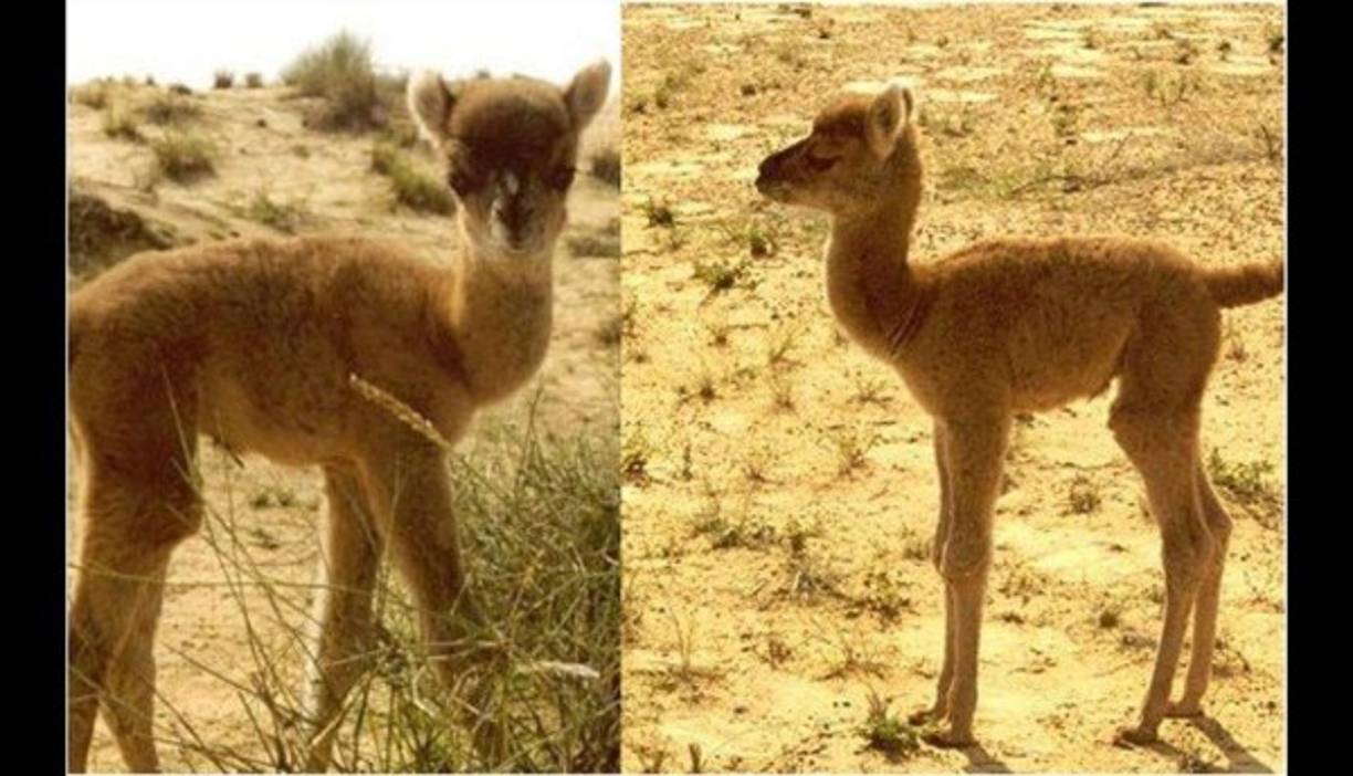 El cama es un híbrido artificial entre un camello árabe (dromedario) y una llama. <br/><br/>Ambas especies son muy parecidas, pero un camello es casi 6 veces más grande que una llama, lo que impide que se crucen, a lo que se une el hecho de que habitan regiones muy distintas.