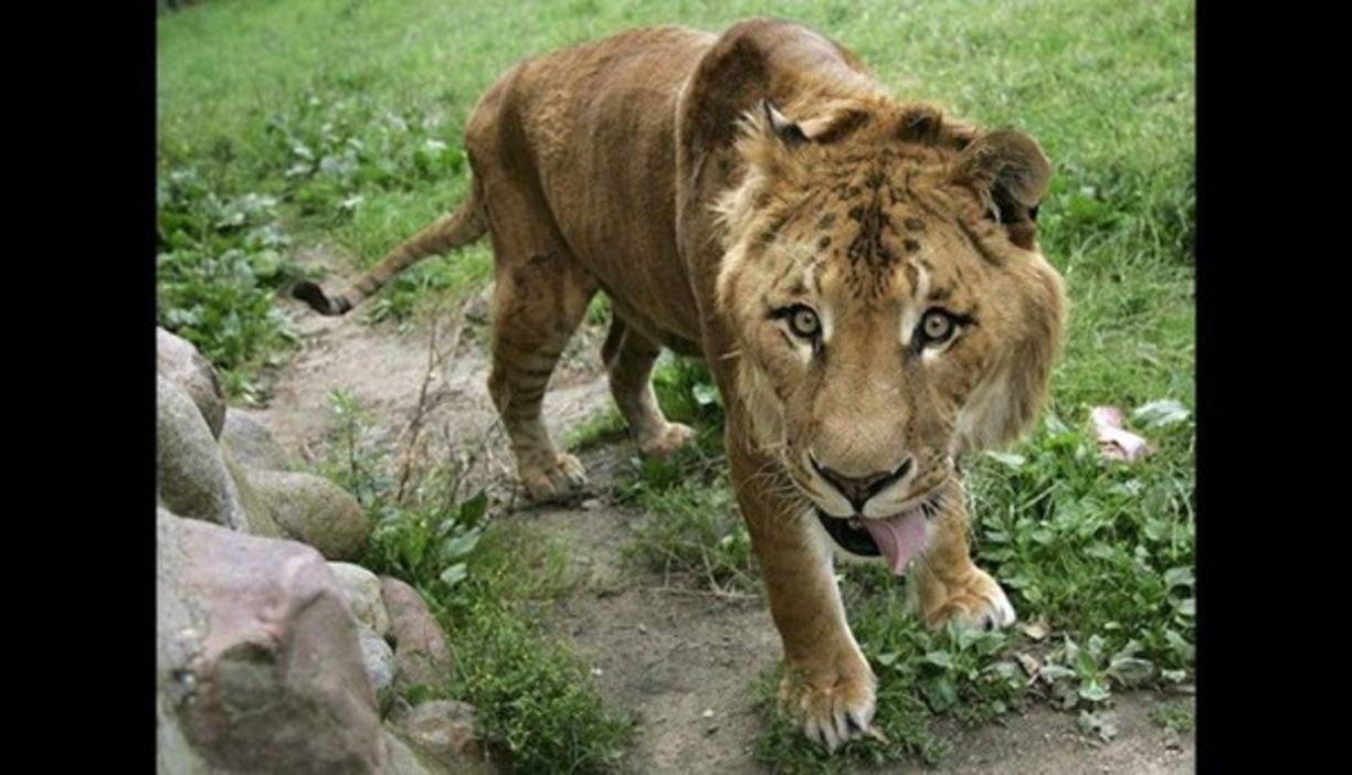 El ligre es un híbrido de león y tigresa, mientras que el cruce de un tigre con una leona (que son más escasos) se llama tigón.