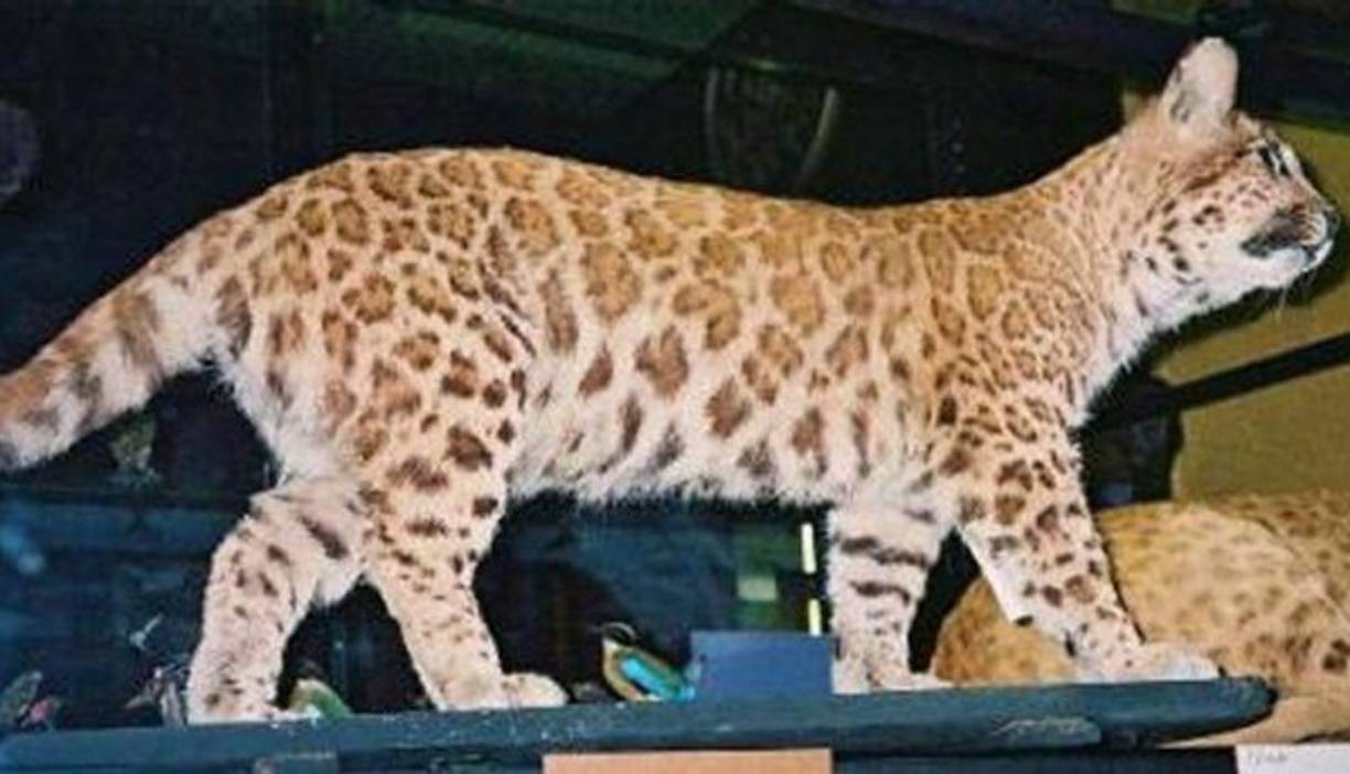 Pumapardo. Es un híbrido entre puma y leopardo. Se trata de animales muy raros que no se encuentran en la naturaleza ya que estas especies no están estrechamente emparentadas. Actualmente no existe ningún pumapardo vivo documentado. (Foto: RT)