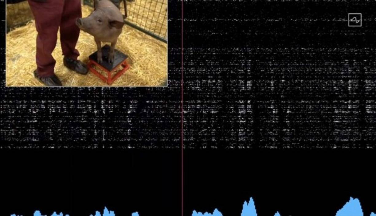 El empresario fue mostrando varios cerdos, uno con el chip ya implantado, otro que lo tuvo pero ya se lo quitaron y otro virgen en esta materia, pero todos ellos 'felices y sanos', como manera de resaltar que la implantación no supone ningún cambio en el animal, según puede verse en el vídeo colgado en Youtube.
