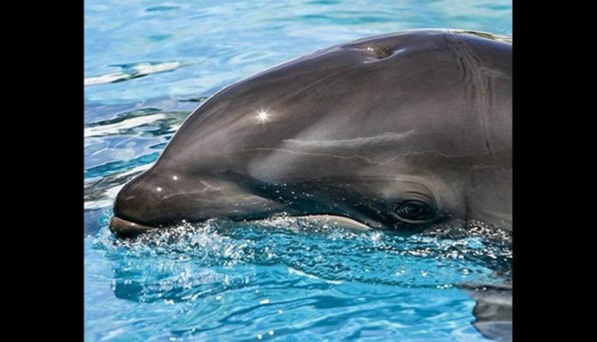 El balfín es un híbrido resultante del cruce de un macho de orca negra con una hembra de delfín nariz de botella (Tursiops). Solo han sido registrados dos casos. (Foto: RT)