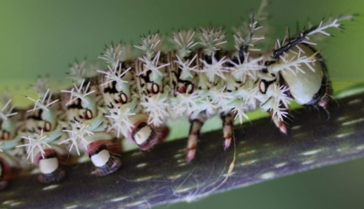 Lonomia obliqua<br/><br/>Se le conoce como “el gusano de la muerte”, y es una mortal oruga que puede encontrarse especialmente en Brasil. Cuentan con veneno en sus pelos urticantes, que puede ocasionar la muerte. Son pequeños, se camuflan muy bien en la vegetación y con solo tocarte, te matan.