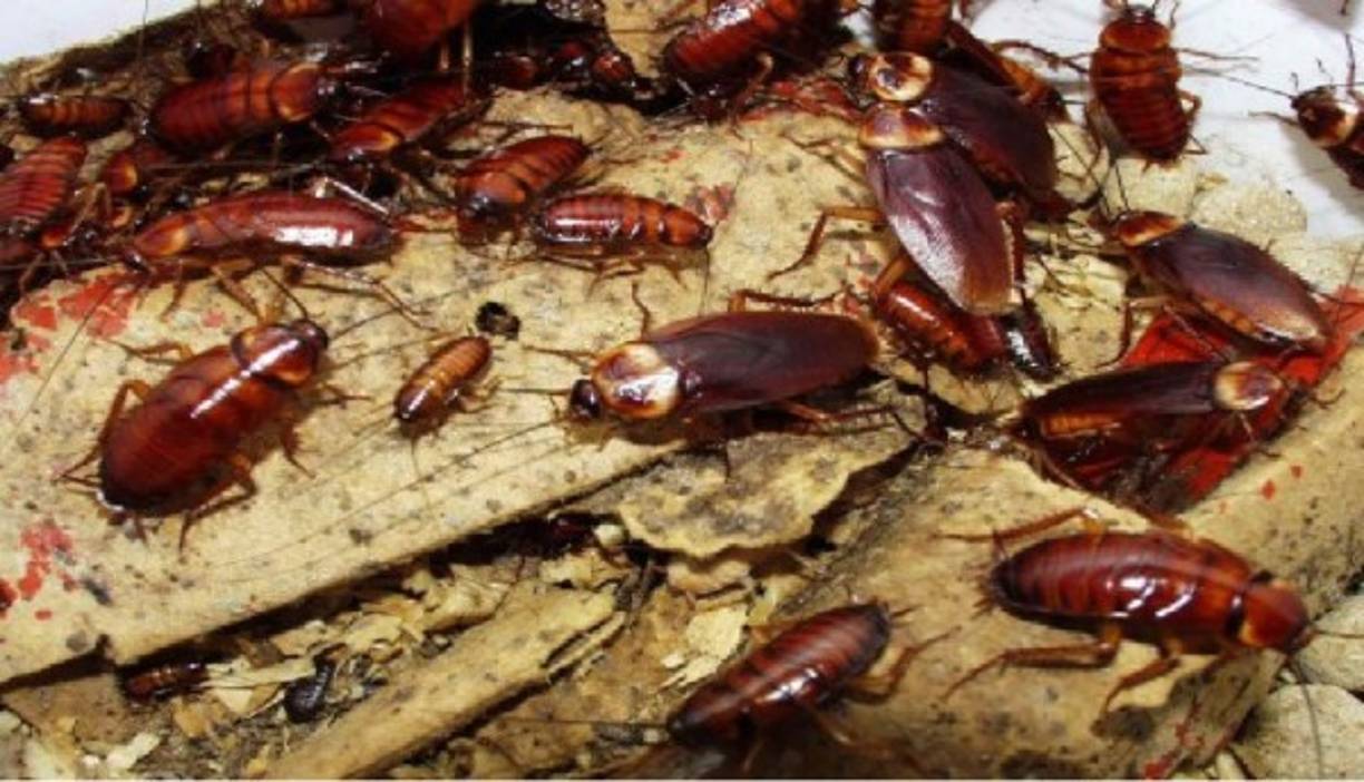 7.- Reino de los insectos<br/><br/>Algunas especies de insectos son muy resistentes a la radiación, como las cucarachas. <br/><br/>Estos insectos, junto a los escorpiones y las hormigas, podrían colonizar el planeta en reemplazo de otras especias ya extintas.