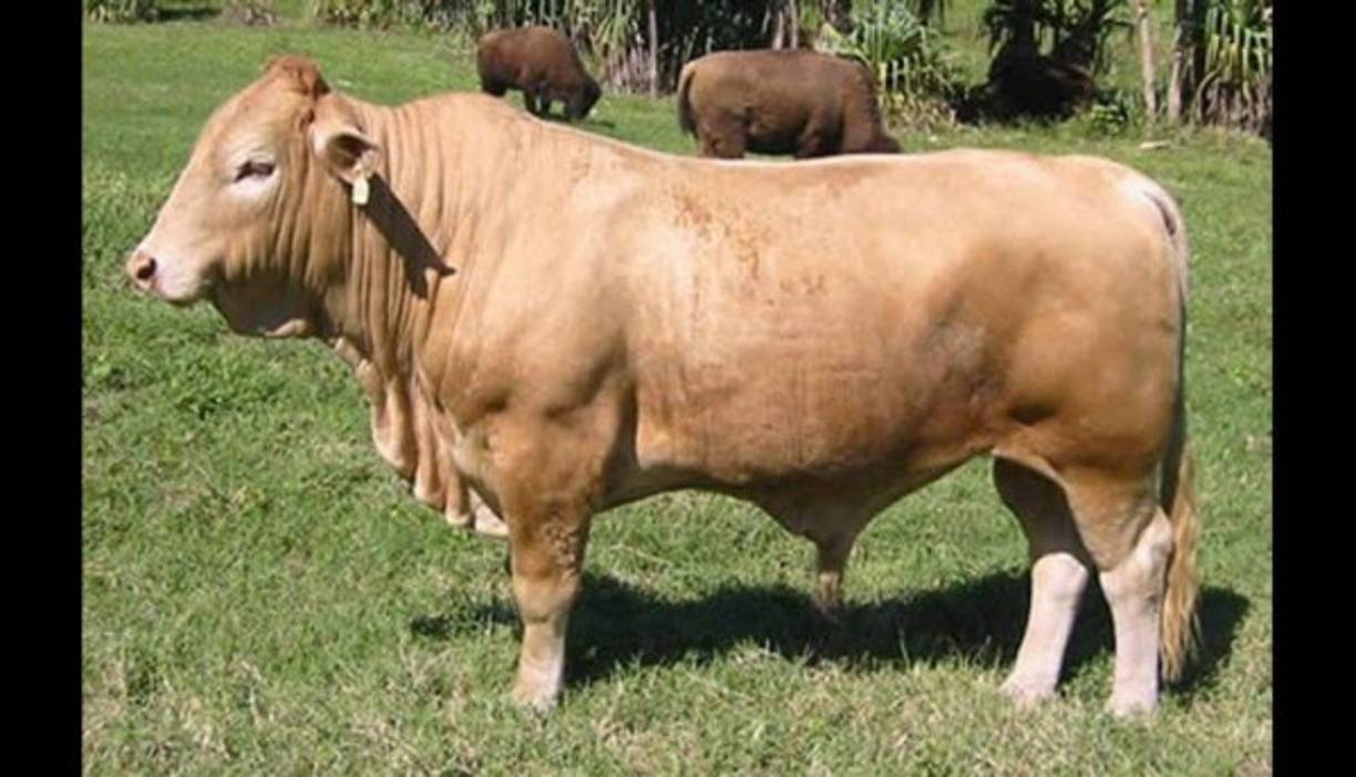 El beefalo es una mezcla entre vaca doméstica y bisonte americano (también llamado búfalo). Su nombre se compone de la palabra inglesa 'beef' (carne de res) y búfalo (en inglés 'buffalo').
