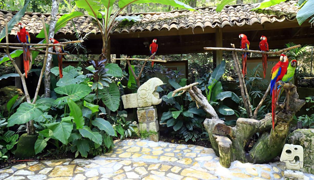 <b>Cuando uno visita el parque de aves en Copán Ruinas lo primero que hace es intentar hablarles a las guacamayas, tratarlas con cariño, como si fueran una mascota. Y aunque por su belleza y docilidad inspiran esa ternura y amor con lo que la población las trata, no lo recomiendan.</b>