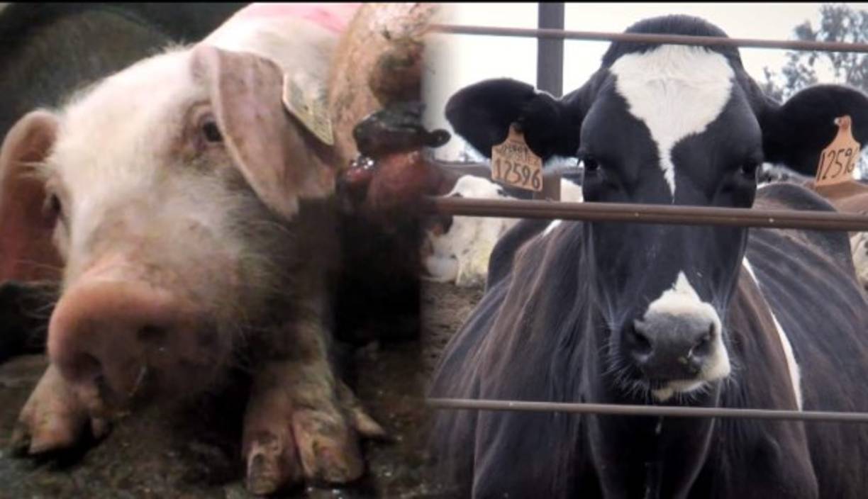 Esta imagen es parte del video de Peta Latino, y en la entrevista Sofía enfatizó: <br/>“No hay diferencia entre un gato, un perro, una vaca, un cerdo. Los tienen en granjas industriales. Son básicamente fábricas en donde los animales jamás han visto el sol. Nunca lo han sentido. Nunca han sentido el pasto. Nunca han corrido porque están en unas jaulas en donde ni siquiera se pueden voltear'. <br/><br/>'No puedes creer que lo que te estás comiendo, un pedazo de carne, es solo un pedazo de carne. No te estás comiendo algo. No. Te estás comiendo a alguien”.