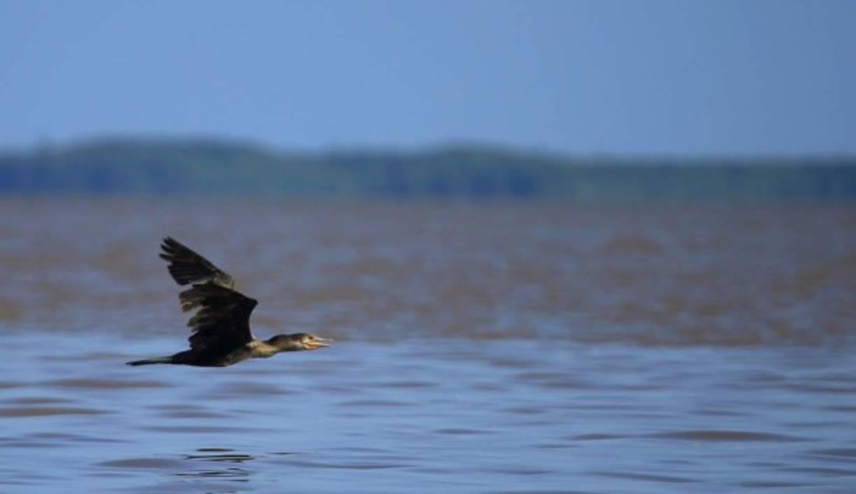 Un pato silvestre vuela libremente en la aldea de Raista, municipio de Brus Laguna. Fotos: Jordan Perdomo.