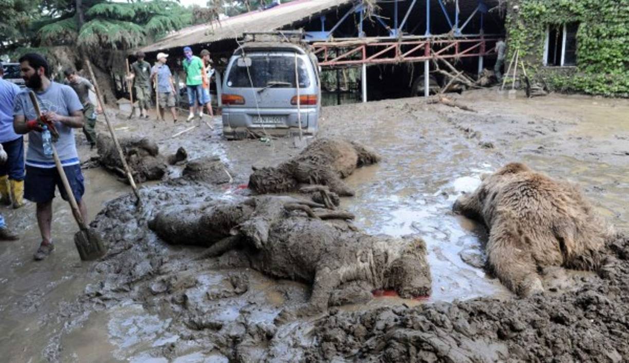 Varios animales se ahogaron en el zoológico durante las inundaciones. Otros fueron abatidos por las fuerzas de seguridad ante su agresividad.