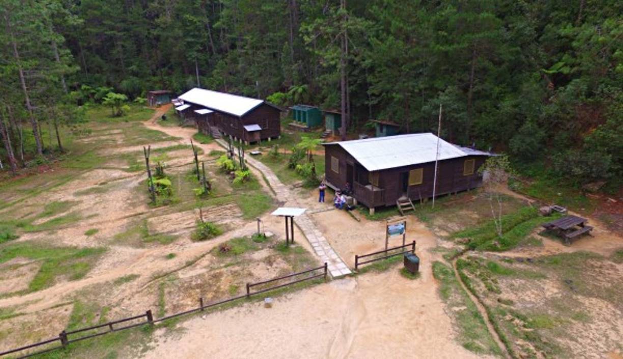 Los helechos son la principal atracción, tienen hasta 20 metros de altura.