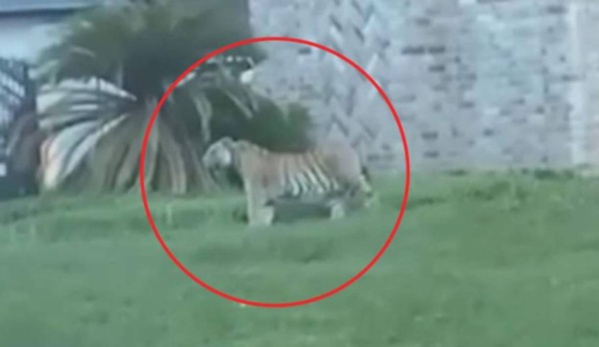 'Fue muy aterrador porque esta es una comunidad muy familiar, y ves a muchos niños paseando', dijo Ramos.