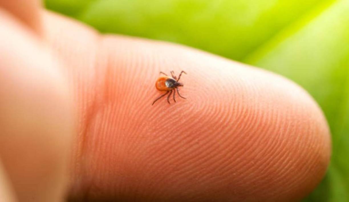 La mortalidad normal de la fiebre de Crimea-Congo es del 10%, en casos de personas con enfermedades preexistentes se dispara hasta el 40%. Son característicos unos pequeños puntos hemorrágicos en la faringe, boca y cara. Por ahora no hay vacunas disponibles para prevenirlo. <br/><br/>Las principales víctimas son las personas relacionadas con la industria ganadera, trabajadores agrícolas, trabajadores de mataderos y veterinarios.