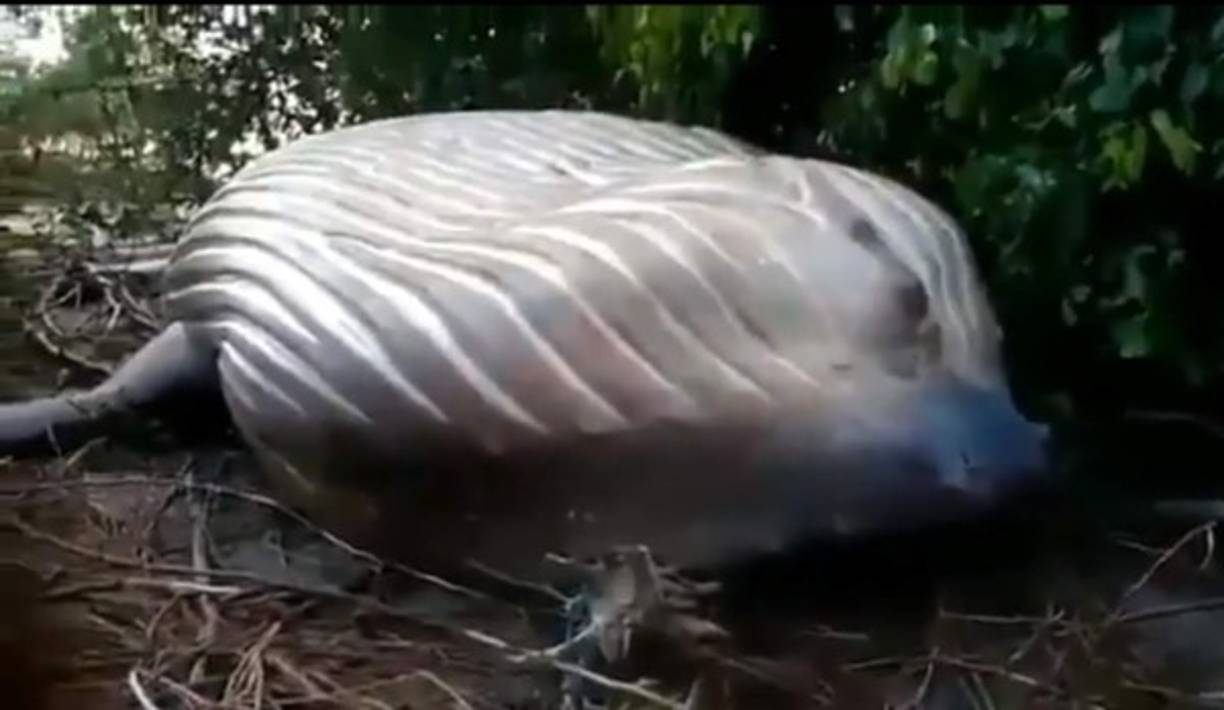 En su posteo en Facebook, Bicho D'água explicó que el animal no es tan grande como aparecen en las fotografías.