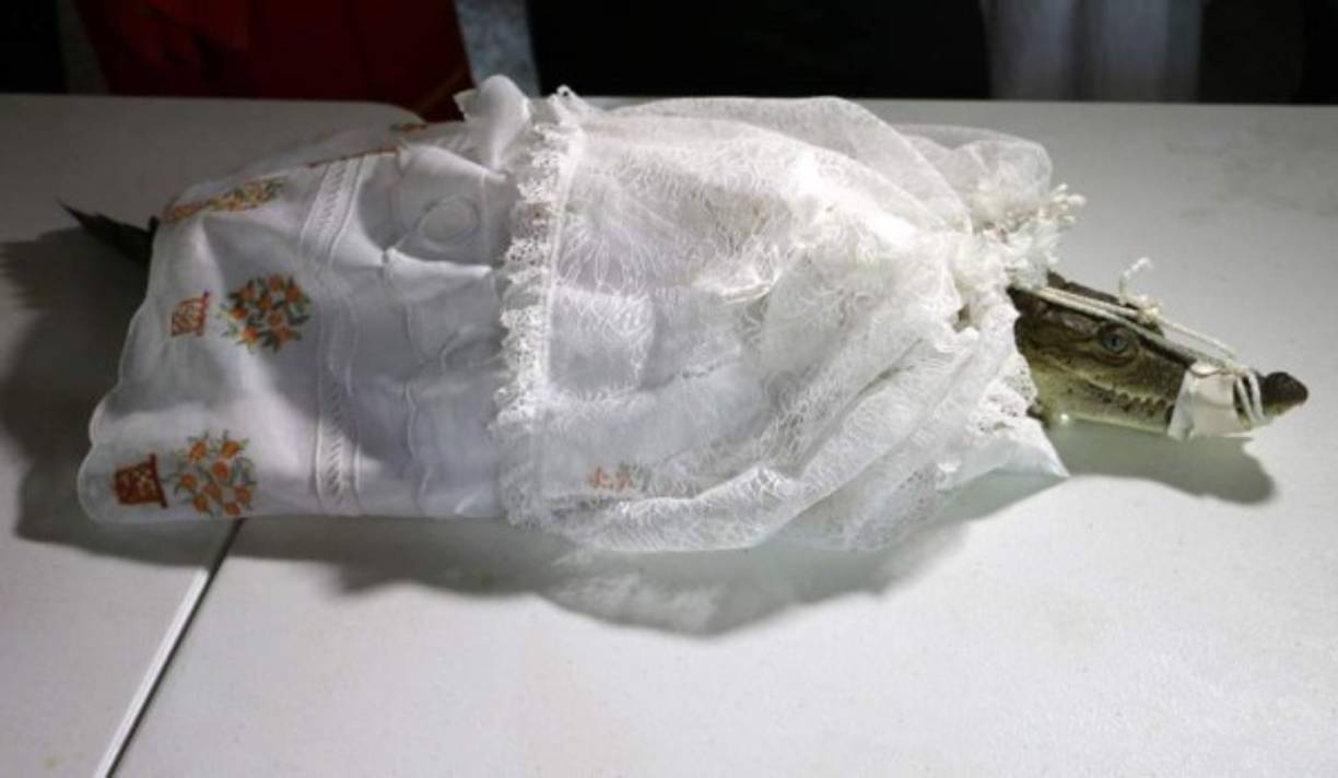 Los 'mareños', como llaman en Huamelula a los huaves, le buscan al lagarto una madrina, que se encarga de confeccionarle su ropa típica de la región, e incluso lo llevan a la Iglesia de San Pedro Apóstol, donde los sabios del lugar bautizan al animal con el nombre de la esposa del alcalde en turno. EFE