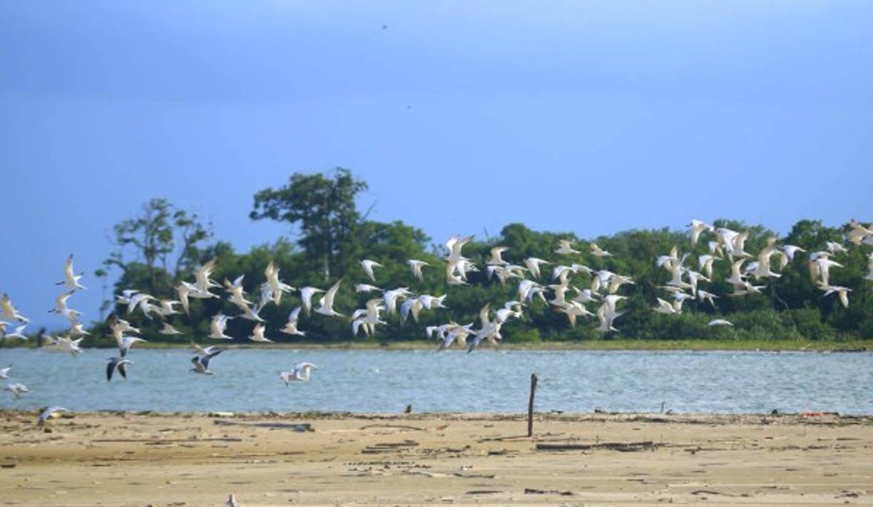 La desembocadura de la laguna de Brus en el mar Caribe es enmarcada por una bandada de garzas blancas. Fotos: Jordan Perdomo.