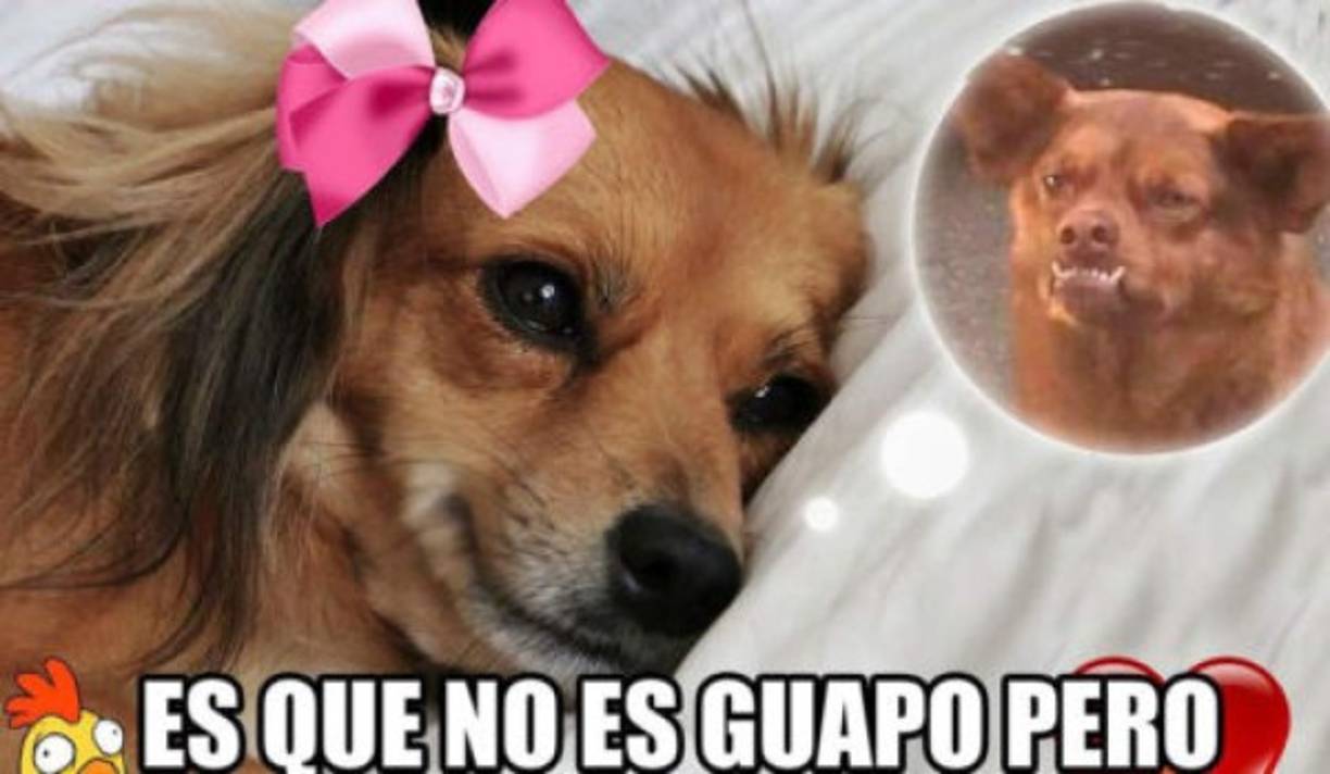 Gracias a su inesperada fama, es probable que este perrito encuentre pronto a una familia que lo ame y lo cuide como todo can merece.<br/>Síguelo en Facebook: Chilaquil - Murci, Victoria, Chile