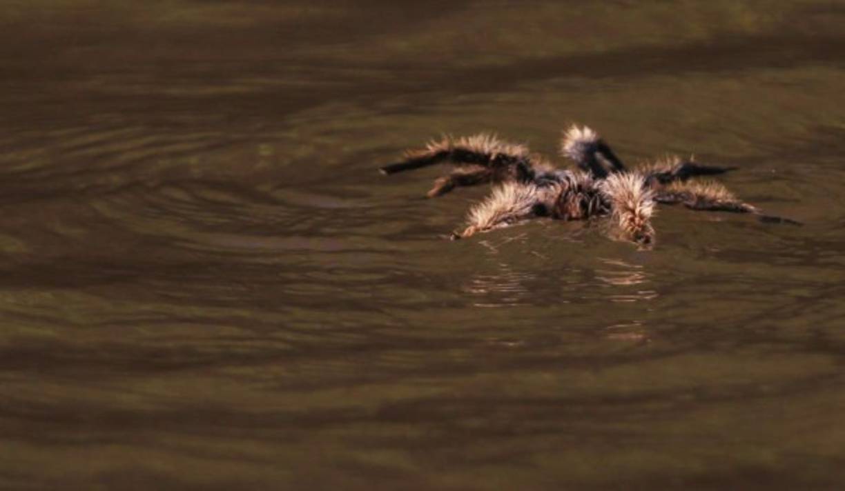 La fauna silvestre es diversa. Esta enorme tarántula flota en las aguas que bañan los manglares misquitos. Fotos: Jordan Perdomo.
