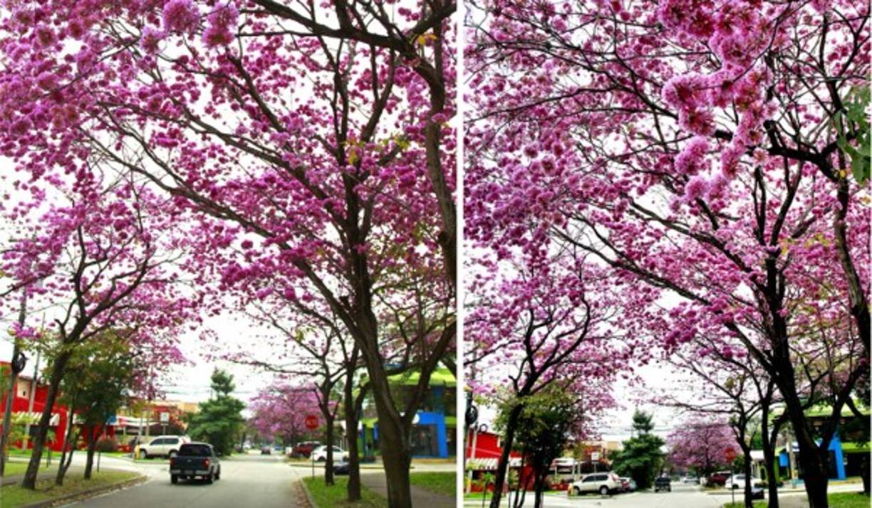 Los árboles forman túneles naturales con sus flores dando la bienvenida.