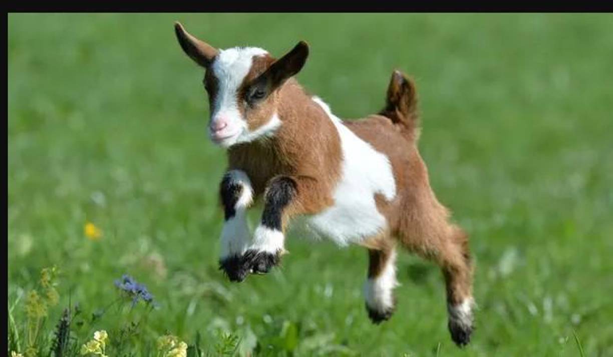 En conferencia de prensa virtual, el funcionario estatal informó que cuatro watusis, una cebra y ocho borregos de Berbería que no se encontraron en el parque ecológico ZooChilpan, fueron intercambiados y vendidos por Nava Noriega de manera irregular, sin informar a las autoridades de los movimientos realizados.