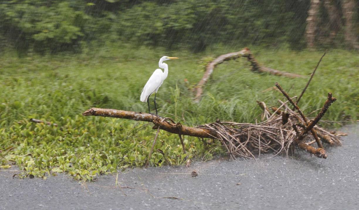 En los recorridos por el Lago de Yojoa podrá observar varias especies de aves y una de las más comunes son las garzas.