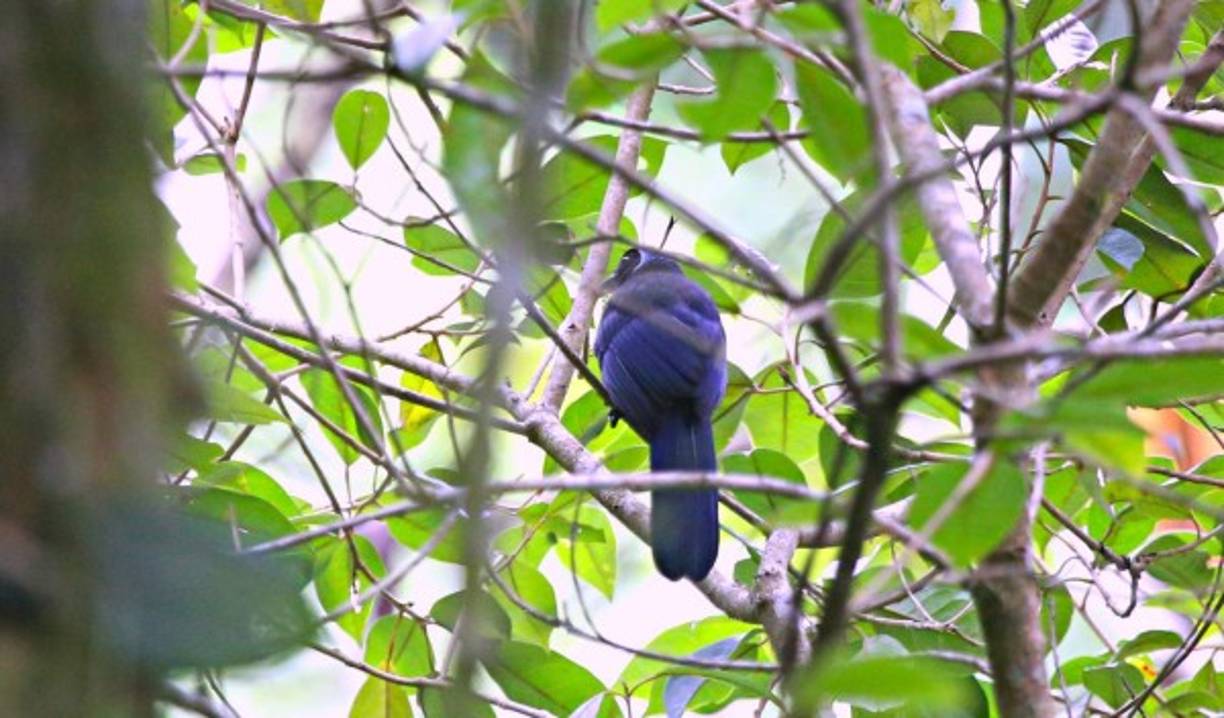 En 1987 fue declarado parque nacional por la riqueza de su biodiversidad. Una exuberante zona de escarpado bosque nublado es el hogar de al menos 270 especies distintas de aves, 93 especies de reptiles y anfibios, 35 especies de murciélagos y una considerable cantidad de mamíferos. <br/><br/>Jaguares y tigrillos comparten la flora y fauna que envuelve el parque con tapires, monos, guatusas y dos de las joyas del Cusuco: el quetzal y los escarabajos esmeralda, estos una especie endémica que se resiste a desaparecer. <br/><br/>Los pinos, robles, liquidámbar, estos últimos más comunes, predominan en la reserva natural. El turista hallará también helechos gigantes, conocidos como cola de mono.