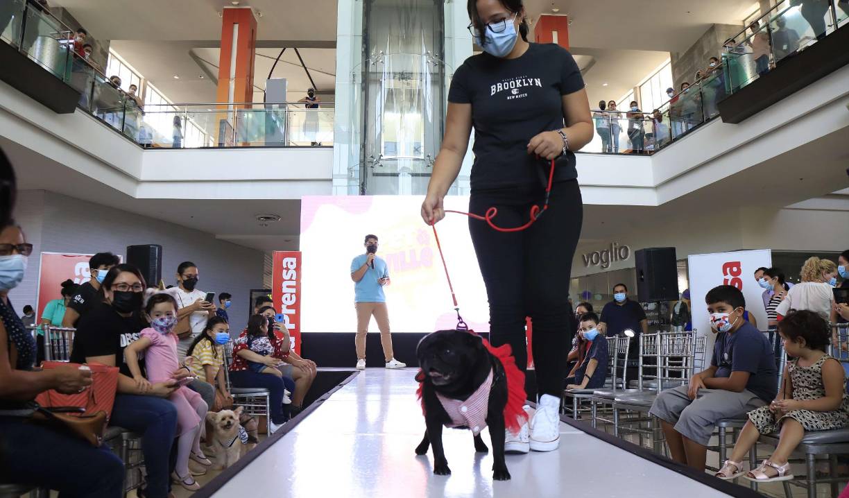 Se trata de una actividad familiar donde los amantes de los animales tendrán la oportunidad de no solo llevar a sus propias mascotas, sino saber cómo cuidarla, y de paso ayudar a los rescatistas de animales de Amor y Abrigo.