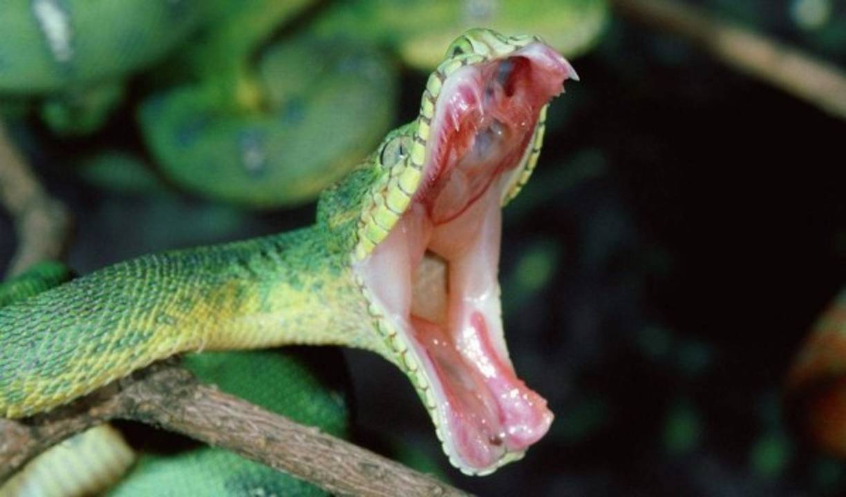 Soñar con serpiente. <br/><br/>Soñar con una serpiente, que te ataca se traduce en una traición de la persona menos esperada.<br/>Soñar que logras matar a la serpiente, supone una victoria contra tus enemigos.<br/><br/>Si sueñas que ves una serpiente, es de mal augurio, te puede anunciar una muerte de alguien o que desaparezcan amigos de tu vida.<br/>Si sueñas que le das patadas a una serpiente para apartarla de ti te advierte que tengas cuidado, porque está rodeada de traidores o enemigos.<br/><br/>Si sueñas que una serpiente le rodea el cuerpo con sus anillos, significa que le gusta el y la salvaje y sin límites y que podrá disfrutar de ello próximamente.