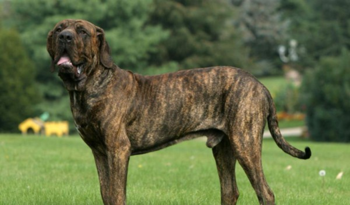 Fila Brasileño
