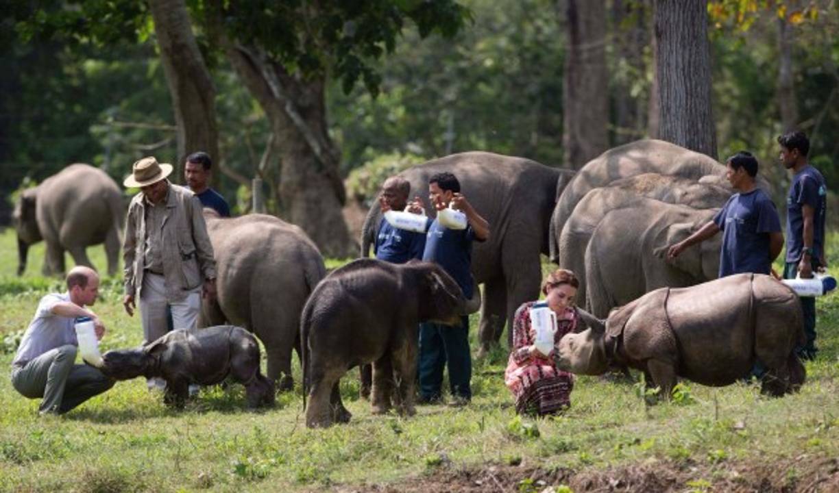 La pareja fue obsequiada con la típica la bufanda de bienvenida 'bihuwan' a su llegada temprano al Parque Nacional de Kaziranga en Assam, en el extremo noroccidental de la India, la mayor reserva mundial del rinoceronte asiático.