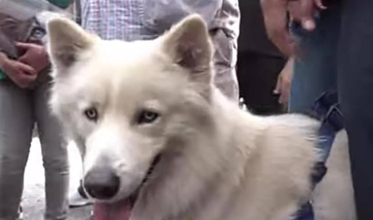 El conflicto por la patria potestad del perro hondureño orilló a ambas familias llevar el caso hasta los tribunales de justicia. 