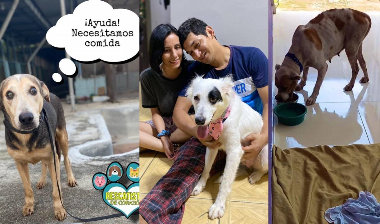 RCH es un refugio de animales al servicio de la comunidad con el único objetivo de rescatar, rehabilitar y dar en adopcion animales en condición de calle.