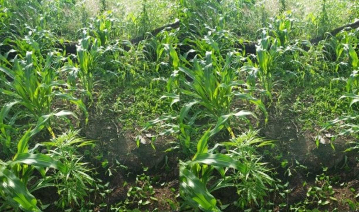 Aseguraron una zona de aproximadamente 2,000 plantas de marihuana en la inhóspita comunidad de Las Mangas, en una región montañosa de ese sector. El narcotráfico en esa zona de Honduras mantiene presencia en las montañas.