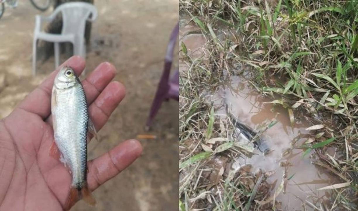 Las especies son de agua dulce. Son pequeños, aunque perfectos para el comal de las cocinas yoreñas. Según manifiestan pobladores, no son típicos de la región en quebradas o ríos.