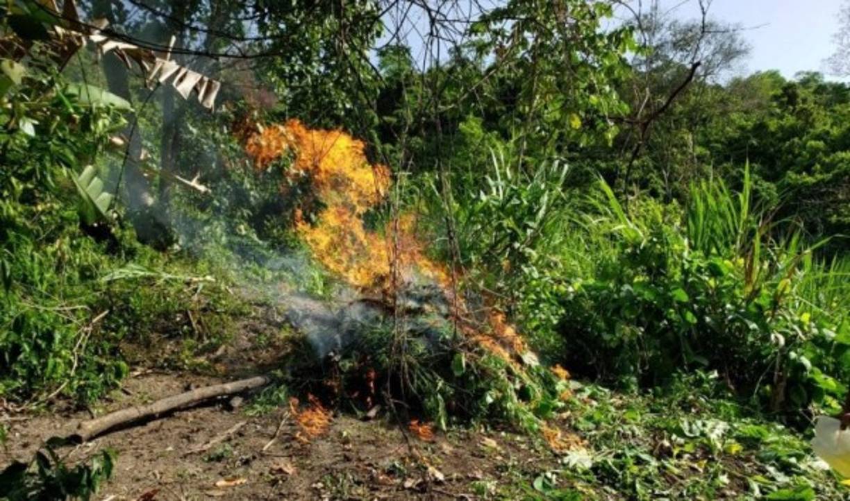 En lo que va del año se han asegurado un total de 17,520 libras de Marihuana y el corte e incineracion de 110,262 plantas de marihuana, reportan fuentes oficiales.
