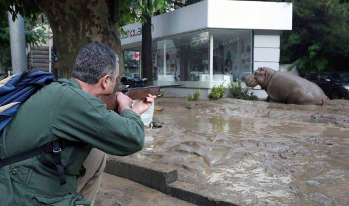 Las inundaciones registradas en Georgia durante el fin de semana pasado destruyeron el zoológico de la ciudad de Tiflis dejando libres a leones, tigres e hipopótamos.